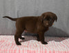 AKC Registered Labrador Retriever For Sale Millersburg OH Male-Brady
