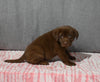 AKC Registered Labrador Retriever For Sale Millersburg OH Female-Brittany