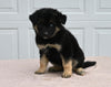 German Shepherd/ Siberian Husky For Sale Holmesville OH Female-Rosetta