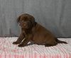 AKC Registered Labrador Retriever For Sale Millersburg OH Female-Brittany