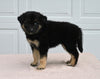 German Shepherd/ Siberian Husky For Sale Holmesville OH Female-Rosetta