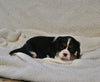 AKC Registered Cavalier KCS For Sale Wooster OH Male-Ollie