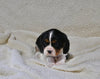 AKC Registered Cavalier KCS For Sale Wooster OH Male-Ollie