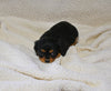 AKC Registered Cavalier KCS For Sale Wooster OH Female-Chloe