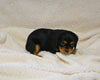 AKC Registered Cavalier KCS For Sale Wooster OH Female-Chloe