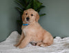 AKC Registered Golden Retriever For Sale Applecreek OH Male-Maverick