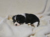 AKC Registered Cavalier KCS For Sale Wooster OH Male-Finn