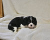 AKC Registered Cavalier KCS For Sale Wooster OH Male-Finn