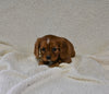 AKC Registered Cavalier KCS For Sale Wooster OH Female-Millie