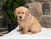 AKC Registered Golden Retriever For Sale Applecreek OH Female-Carli