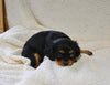 AKC Registered Cavalier KCS For Sale Wooster OH Female-Willow