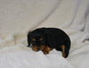 AKC Registered Cavalier KCS For Sale Wooster OH Female-Willow