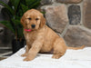 AKC Registered Golden Retriever For Sale Applecreek OH Female-Bella