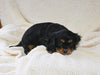AKC Registered Cavalier KCS For Sale Wooster OH Male-Winston