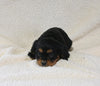 AKC Registered Cavalier KCS For Sale Wooster OH Male-Winston