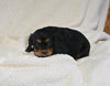 AKC Registered Cavalier KCS For Sale Wooster OH Male-Winston