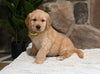 AKC Registered Golden Retriever For Sale Applecreek OH Female-Juno