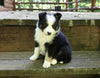 ABCA Registered Border Collie For Sale Warsaw OH Female-Queenie
