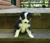 ABCA Registered Border Collie For Sale Warsaw OH Female-Lola