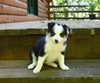 ABCA Registered Border Collie For Sale Warsaw OH Female-Molly
