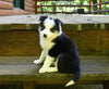ABCA Registered Border Collie For Sale Warsaw OH Female-Molly