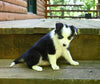 ABCA Registered Border Collie For Sale Warsaw OH Female-Molly