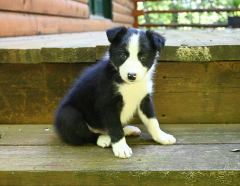 ABCA Registered Border Collie For Sale Warsaw OH Male-Ace