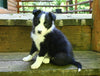 ABCA Registered Border Collie For Sale Warsaw OH Male-Ace