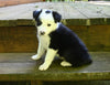 ABCA Registered Border Collie For Sale Warsaw OH Male-Leo
