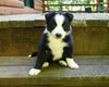 ABCA Registered Border Collie For Sale Warsaw OH Male-Rex