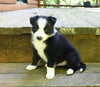 ABCA Registered Border Collie For Sale Warsaw OH Male-Rex