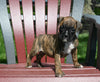AKC Registered Boxer For Sale Fredericksburg OH Female-Nova