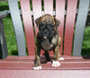 AKC Registered Boxer For Sale Fredericksburg OH Female-Nicki