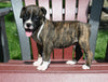 AKC Registered Boxer For Sale Fredericksburg OH Male-Nash