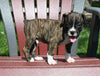 AKC Registered Boxer For Sale Fredericksburg OH Male-Nash