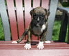 AKC Registered Boxer For Sale Fredericksburg OH Male-Noah