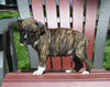AKC Registered Boxer For Sale Fredericksburg OH Male-Noah