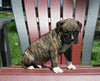 AKC Registered Boxer For Sale Fredericksburg OH Male-Noah