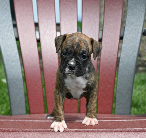 AKC Registered Boxer For Sale Fredericksburg OH Female-Nana