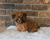 F1BB Morkipoo For Sale Holmesville OH Nova-Female