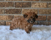 F1BB Morkipoo For Sale Holmesville OH Nova-Female