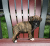 AKC Registered Boxer For Sale Fredericksburg OH Female-Nana