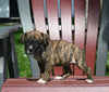 AKC Registered Boxer For Sale Fredericksburg OH Female-Nana