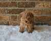 F1BB Morkipoo For Sale Holmesville OH Female-Sunny
