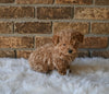 F1BB Morkipoo For Sale Holmesville OH Female-Sunny