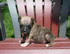 AKC Registered Boxer For Sale Fredericksburg OH Male-Nate