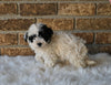 F1BB Morkipoo For Sale Holmesville OH Male-Knox