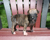 AKC Registered Boxer For Sale Fredericksburg OH Male-Nate