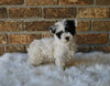 F1BB Morkipoo For Sale Holmesville OH Male-Knox