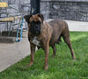 AKC Registered Boxer For Sale Fredericksburg OH Male-Nash